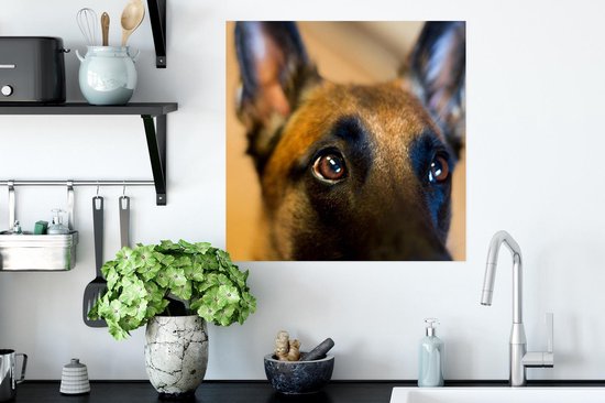 Gros plan du front d'un Poster Malinois 80x60 cm - Tirage photo sur Poster (décoration murale salon / chambre) / Poster Animaux domestiques