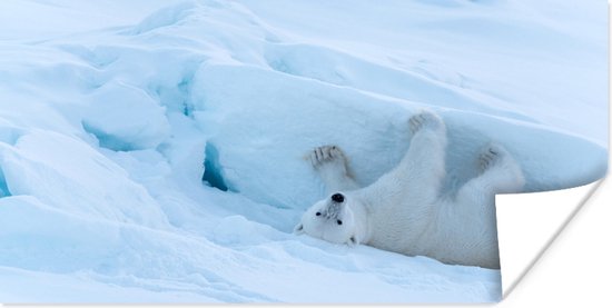 Speels rollende ijsbeer in de sneeuw 160x80 cm - Foto print op Poster (wanddecoratie woonkamer / slaapkamer)