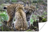 Affiche - Câlins Lynx - 180x120 cm XXL /