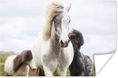 Drie IJslandse paarden in de buitenlucht poster papier 120x80 cm - Foto print op Poster (wanddecoratie woonkamer / slaapkamer) / Wilde dieren Poster