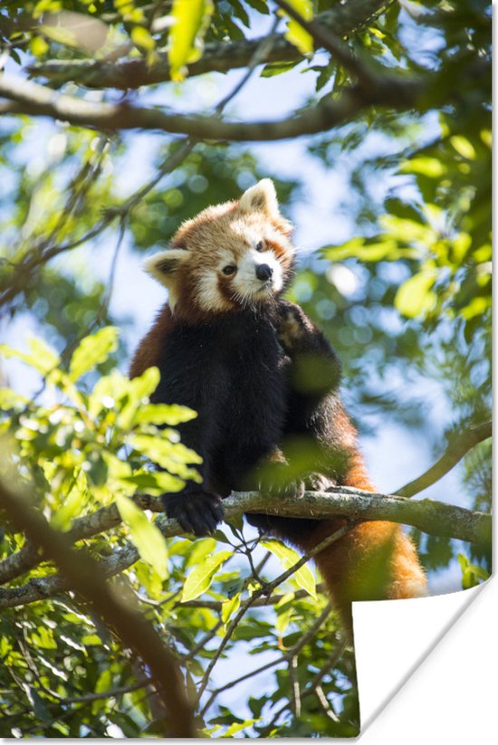 Rode panda in de top van een boom 20x30 cm - klein - Foto print op Poster (wanddecoratie woonkamer / slaapkamer)