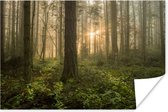 Mistig bos met dennenbomen poster 60x40 cm - Foto print op Poster (wanddecoratie woonkamer / slaapkamer) / Bomen Poster