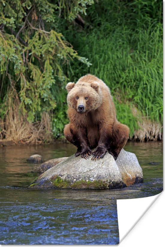 Grizzly bear sur une pierre poster papier 40x60 cm - Tirage photo sur  Poster
