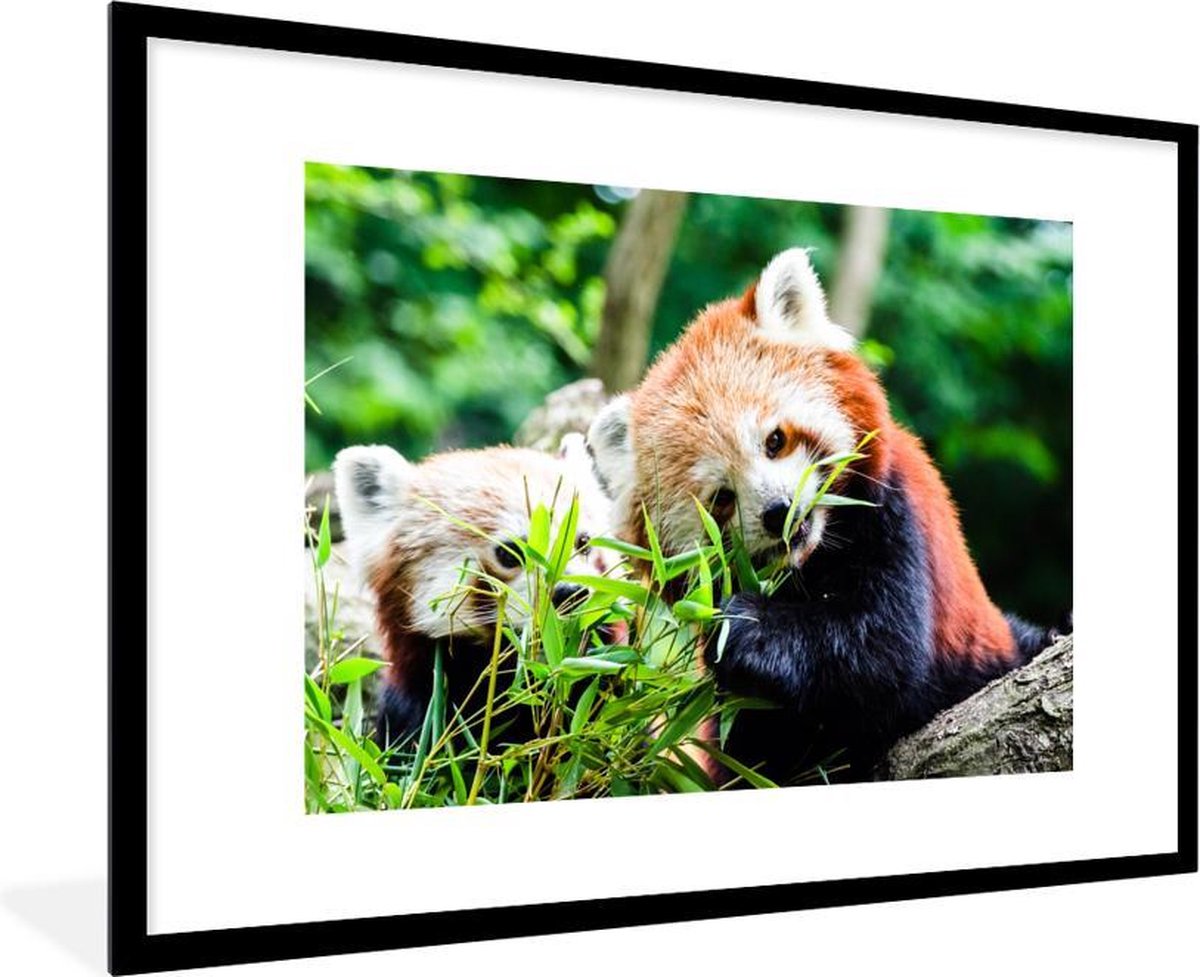 Poster in lijst - Fotolijst 120x80 cm - Posters - Rode Panda - Planten - Boomstam - Poster