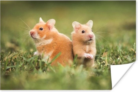 Poster Gouden hamsters - 30x20 cm