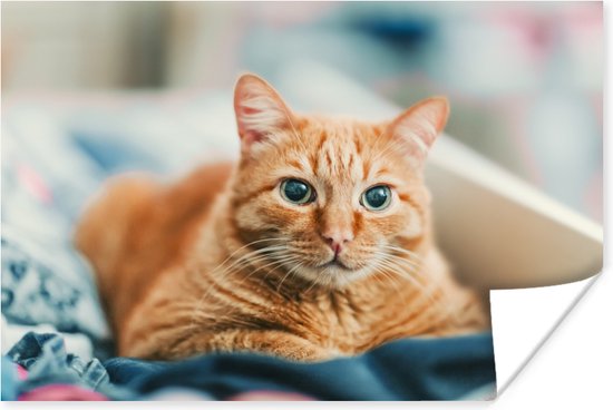 Oranje kat op kleding poster papier 90x60 cm - Foto print op Poster (wanddecoratie woonkamer / slaapkamer) / Huisdieren Poster