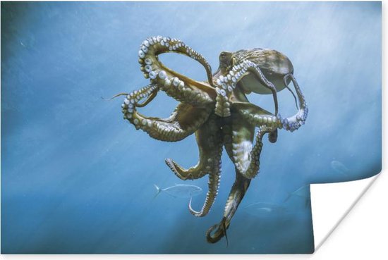 Poster Octopus onder het wateroppervlak - 60x40 cm