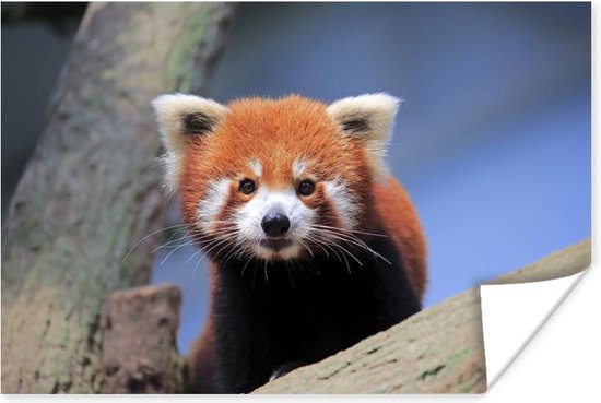 Haalbaarheid Kluisje omverwerping Poster Rode Panda - Oranje - Boom - 30x20 cm | bol.com