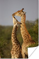 Liefdevolle baby giraffe poster papier 40x60 cm - Foto print op Poster (wanddecoratie woonkamer / slaapkamer) / Wilde dieren Poster