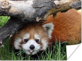 Poster Rode Panda - Stam - Gras - 40x30 cm