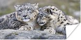 Poster Deux léopards des neiges sur papier rock 40x20 cm - Tirage photo sur Poster (décoration murale salon / chambre) / Poster Animaux sauvages