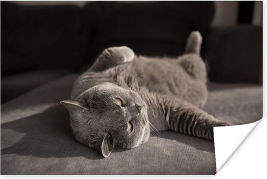 Chat sur un papier d'affiche de chaise grise