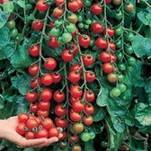 Tomaten zaden - Cerise