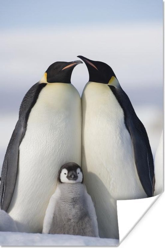 Poster Pinguïn - Gezin - Sneeuw - 60x90 cm