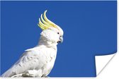 Cacatoès Witte avec une crête jaune dans un ciel bleu Poster 60x40 cm - Tirage photo sur Poster (décoration murale salon / chambre) / Poster Vogels