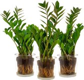 Kamerplanten van Botanicly – 3 × Zamioculcas Zamifoliia in Glas pot als set – Hoogte: 65 cm