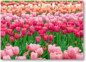 Tulpenveld in Nederland - 120 Stukjes puzzel voor volwassenen - Landschap - Natuur - Bloemen