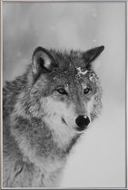 JUNIQE - Poster met kunststof lijst The Wolf -60x90 /Grijs