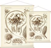 Pennatula - Pennatulida (Kunstformen der Natur), Ernst Haeckel - Foto op Textielposter - 90 x 120 cm