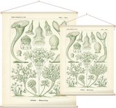 Stentor - Ciliata (Kunstformen der Natur), Ernst Haeckel - Foto op Textielposter - 45 x 60 cm