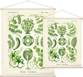 Caulerpa - Siphoneae (Kunstformen der Natur), Ernst Haeckel - Foto op Textielposter - 90 x 120 cm