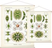 Staurastrum -  Desmidiea (Kunstformen der Natur), Ernst Haeckel - Foto op Textielposter - 60 x 80 cm