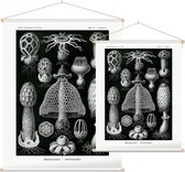 Dictyophora - Basimycetes (Kunstformen der Natur), Ernst Haeckel - Foto op Textielposter - 90 x 120 cm