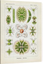 Staurastrum -  Desmidiea (Kunstformen der Natur), Ernst Haeckel - Foto op Canvas - 75 x 100 cm