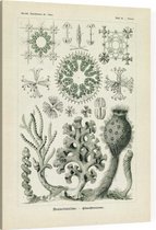 Farrea - Hexactinellae (Kunstformen der Natur), Ernst Haeckel - Foto op Canvas - 45 x 60 cm