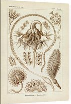 Pennatula - Pennatulida (Kunstformen der Natur), Ernst Haeckel - Foto op Canvas - 30 x 40 cm