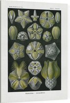 Pentremites - Blastoidea (Kunstformen der Natur), Ernst Haeckel - Foto op Canvas - 45 x 60 cm