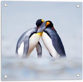 Tuinposter – Knuffelende Pinguïns  - 50x50cm Foto op Tuinposter  (wanddecoratie voor buiten en binnen)