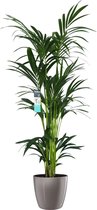 Hellogreen Kamerplant - XL Kentia Palm - 160 cm - ELHO Brussels Diamond Oyster Pearl