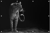 Loerende Jaguar op zwarte achtergrond - Foto op Tuinposter - 150 x 100 cm