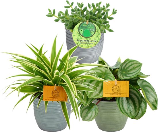 Mama's Planten - Mix - Chlorophytum Ocean - Delosperma Echinatum - Peperomia Argyreia - 3 Stuks - Groene Kamerplant - Geeft Sfeer En Zuurstof - ↨ 20cm - ⌀ 12cm