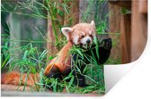 Muurstickers - Sticker Folie - Rode Panda - Bamboe - Groen - 30x20 cm - Plakfolie - Muurstickers Kinderkamer - Zelfklevend Behang - Zelfklevend behangpapier - Stickerfolie