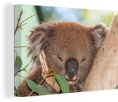 Canvas Schilderij Koala - Bladeren- Grijs - 60x40 cm - Wanddecoratie