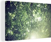 Branches au soleil sur toile 2cm 60x40 cm - Tirage photo sur toile (Décoration murale salon / chambre)