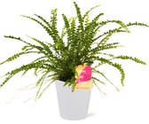 Varen van Botanicly – Nephrolepis Duffi incl. sierpot wit als set – Hoogte: 30 cm