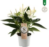 FloriaFor - Anthurium White Champion - - ↨ 30cm - ⌀ 9cm