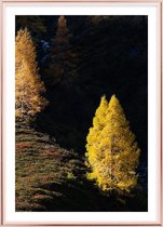 Poster Met Metaal Rose Lijst - Larch Trees Poster