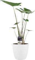 Decorum Alocasia Zebrina Kamerplant - Met Elho® Brussels Bloempot Wit - 70cm