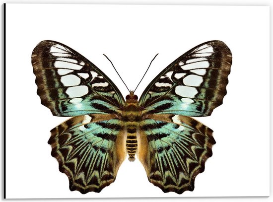 Dibond - Blauw/Bruine Vlinder op Witte Achtergrond - 40x30cm Foto op Aluminium (Wanddecoratie van metaal)