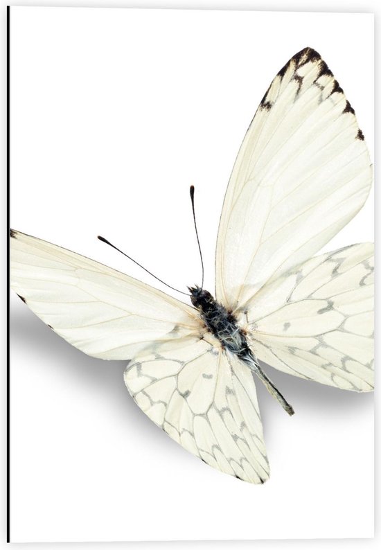 Dibond - Witte Vlinder met Witte Achtergrond - 40x60cm Foto op Aluminium (Wanddecoratie van metaal)