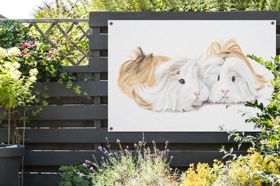 Une illustration de poster de jardin cochons d'Inde aux cheveux longs 120x80 cm - Toile de jardin / Toile d'extérieur / Peintures d'extérieur (décoration de jardin)