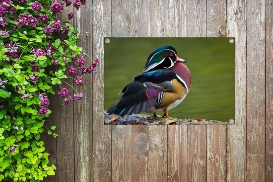 Un canard de Caroline au bord d'un étang Affiche de jardin 60x40 cm - petit - Toile de jardin / Toile d'extérieur / Peintures pour l'extérieur (décoration de jardin)