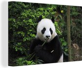 Canvas Schilderij Panda - Bamboe - Bos - 90x60 cm - Wanddecoratie