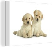 Deux chiots labrador devant une toile de fond blanc 2cm 40x30 cm - petit - Tirage photo sur toile (Décoration murale salon / chambre) / Peintures sur toile pour Animaux domestiques