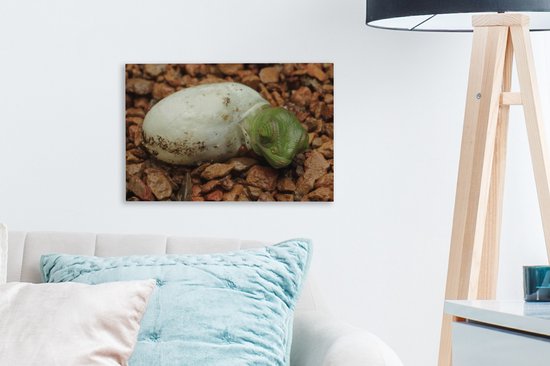 Caméléon du Yémen sur la toile de pierre 2cm