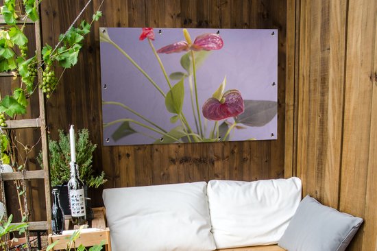 Affiche jardin - Toile jardin - Posters de jardin extérieur - Anthurium à fleurs rouges pour fond lilas - 120x80 cm - Jardin